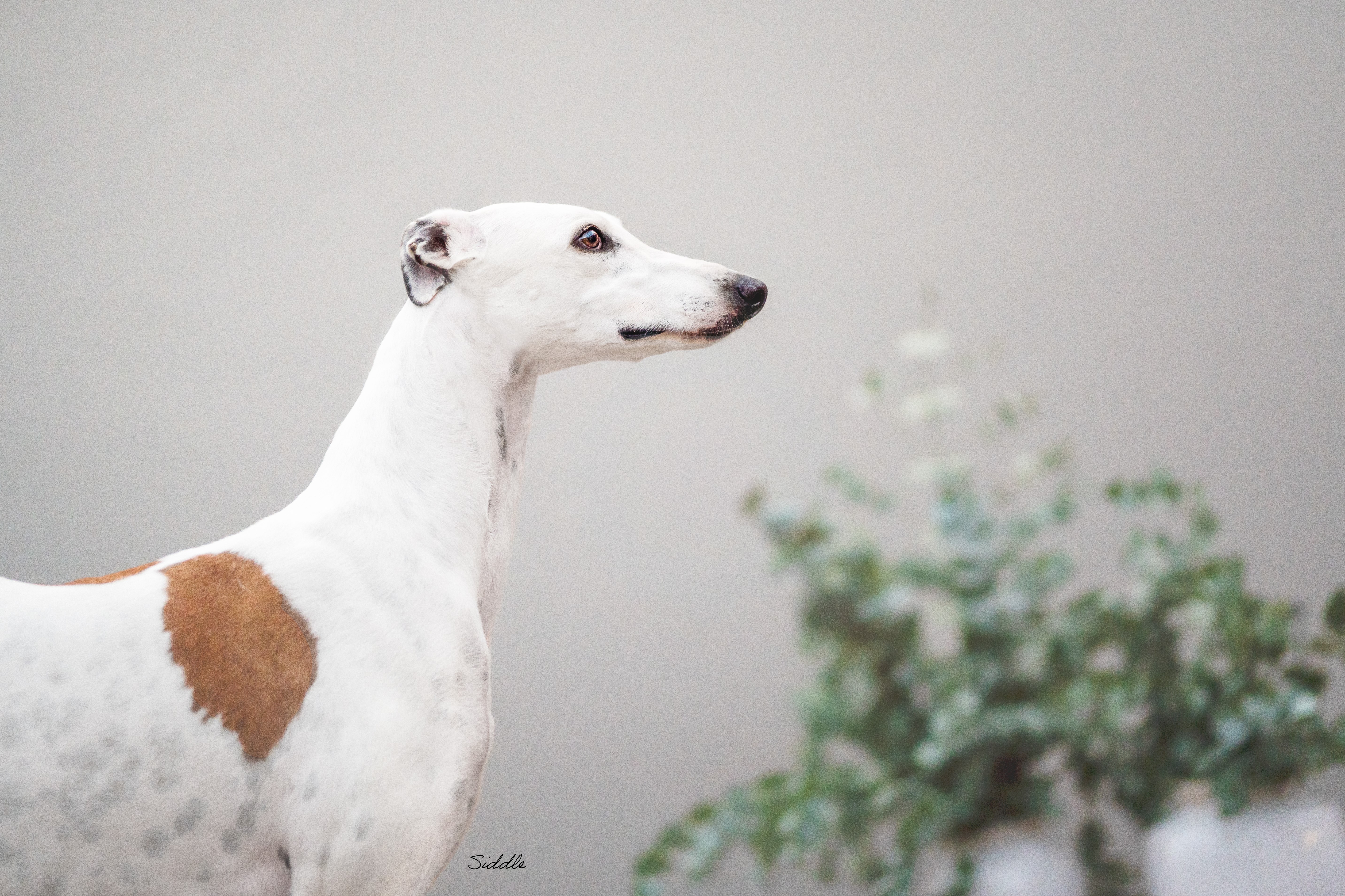 Whippet dog